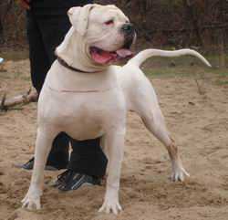 ??????? | American Bulldog 