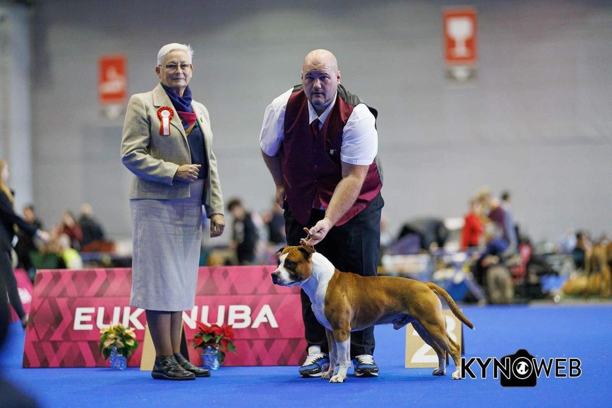 Ring On Fire Peanut The Big ComeBack Of Walker Red | American Staffordshire Terrier 