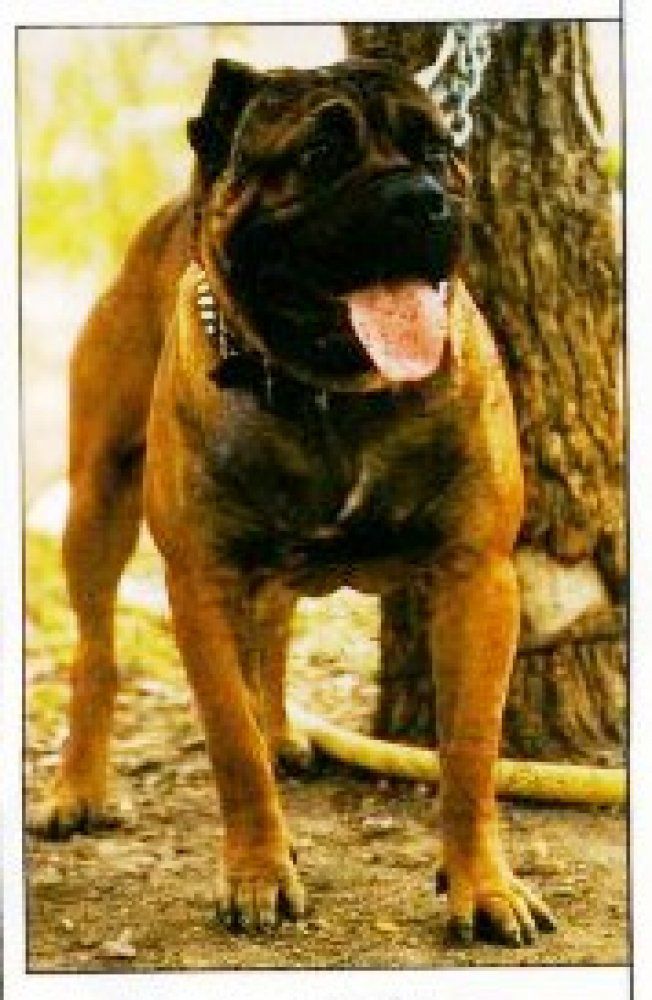 URCO DE ATLAS ASIO | Perro de Presa Canario 