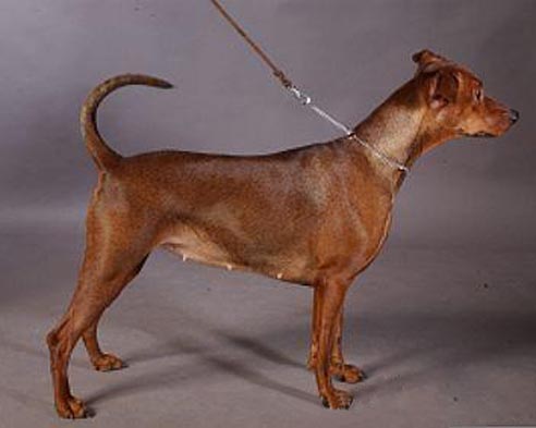 Clefell's GRANDE DAME | German Pinscher 