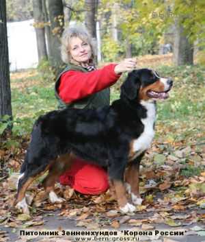 Zhaklin Feser Sennenhund Rossii | Bernese Mountain Dog 