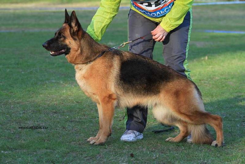 Magiya iz Fortuna Merdi | German Shepherd Dog 