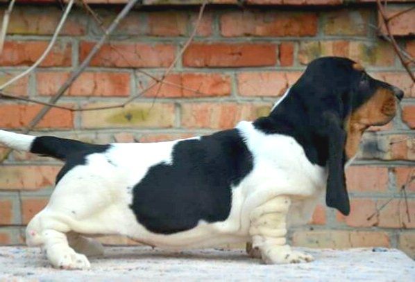 Rosca Rossa Extra BREENBRASS | Basset Hound 