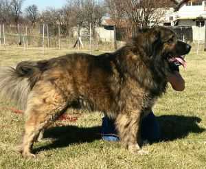 Ares De Rusna (ROU) | Caucasian Mountain Dog 