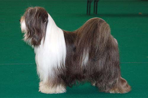 ARAKI FANTASTIC FREDDY AT CAPELDEWI | Tibetan Terrier 