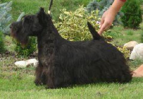 Verity’s Enishi | Scottish Terrier 