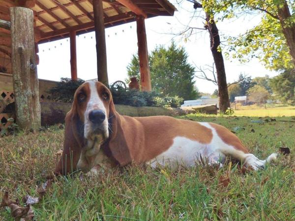 Janzen's Tennesee Teensy | Basset Hound 