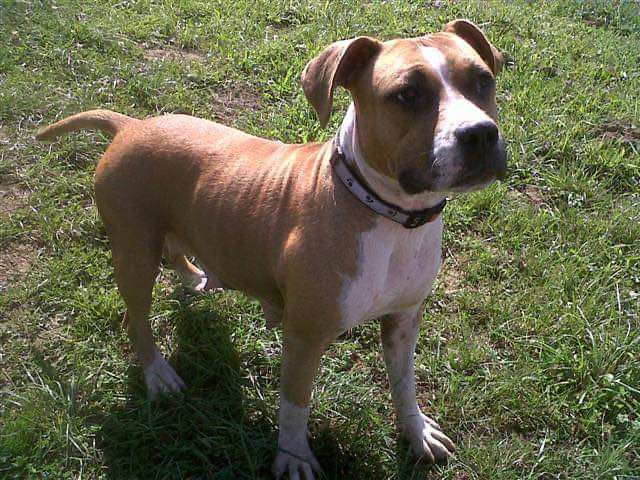 SOLA DILS WEST SIDE STORY | American Staffordshire Terrier 
