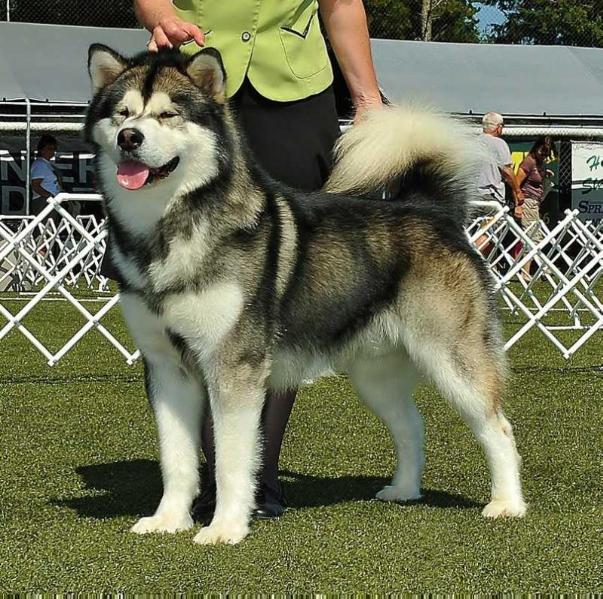 Gryphon's Moonlight Mush'n To Wencinja | Alaskan Malamute 