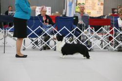 Belukha's Strength of Judges | Cardigan Welsh Corgi 