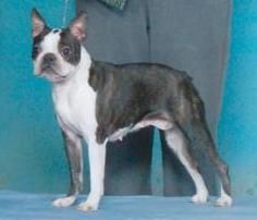 Norlight's Clearly Canadian | Boston Terrier 