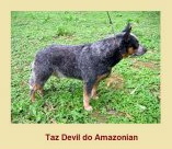 TAZ DEVIL DO AMAZONIAN | Australian Cattle Dog 