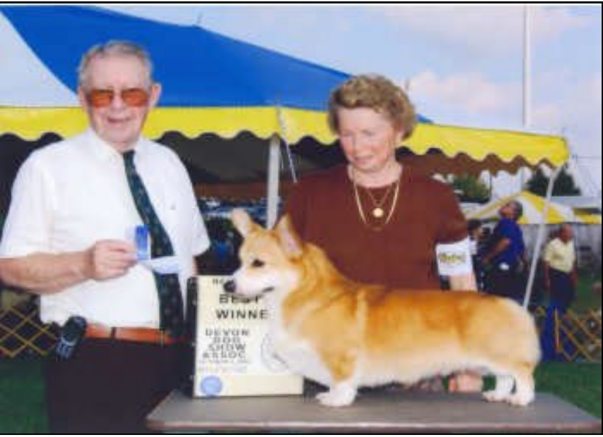 Honeyfox Secret love | Pembroke Welsh Corgi 