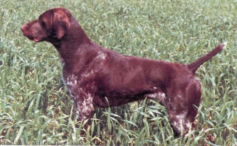 Utch de la Haille au Loup | German Shorthaired Pointer 