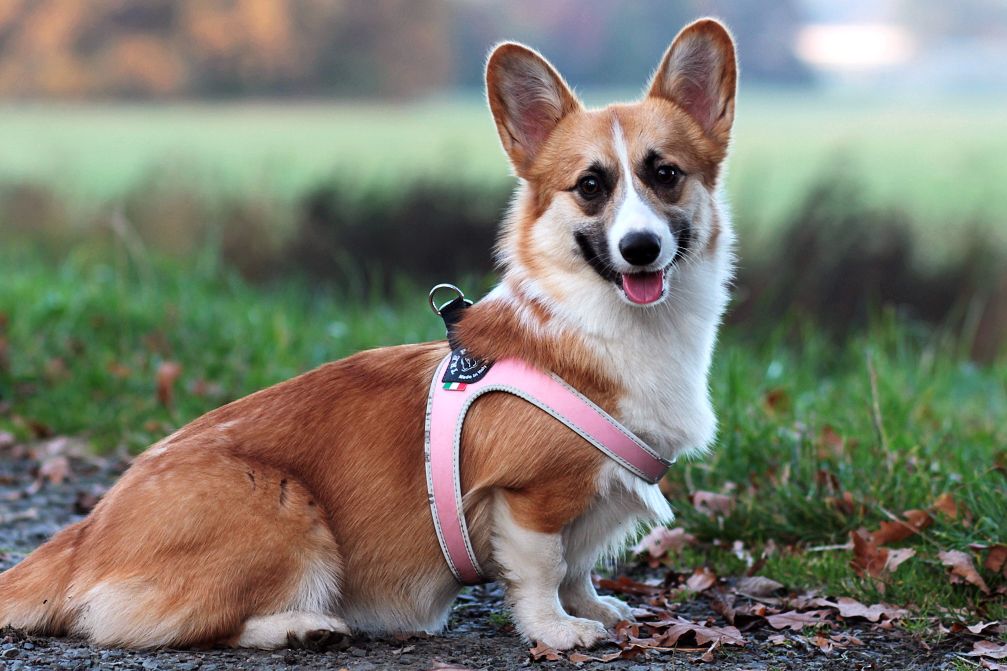 Imperia Kalashnikhof | Pembroke Welsh Corgi 