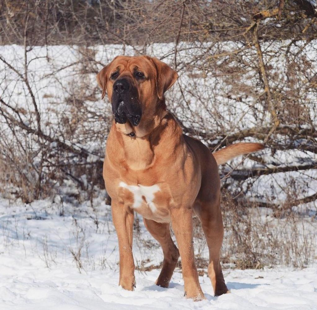 Oscar King Yokozuna Yusha | Tosa 