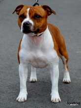 Tiptoe Red Lady At Janikastco | Staffordshire Bull Terrier 