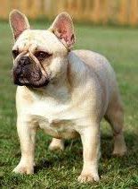 Zina De La Parure | French Bulldog 