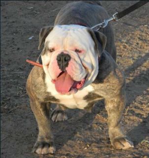 Suncity's Fara | Olde English Bulldogge 