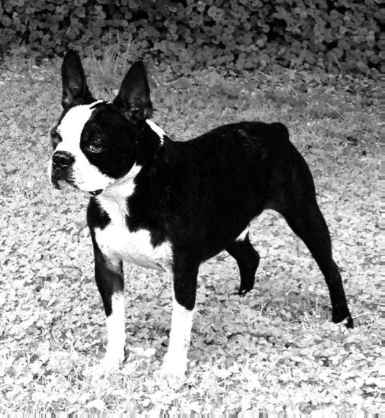Broudini Adolph Poole | Boston Terrier 