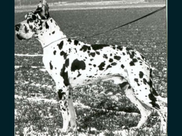 Xander Von der Nürburg | Great Dane 