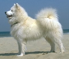 Ajascha | Samoyed 