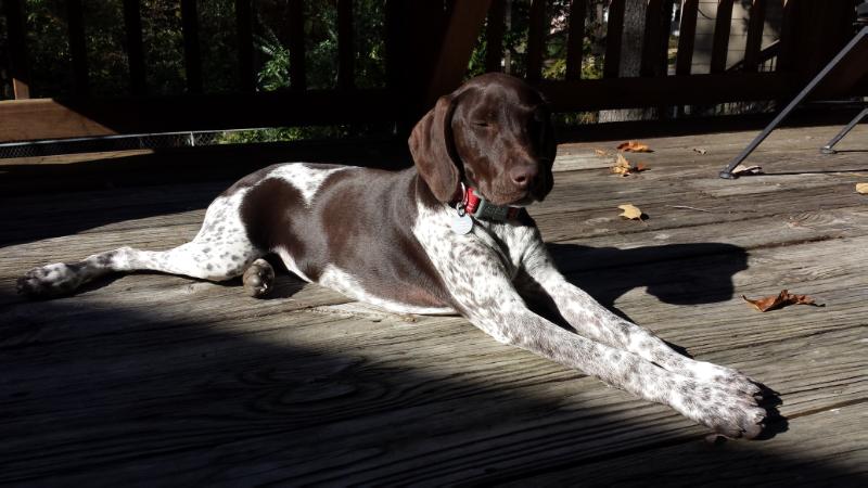 Shelby Fischer Wendorf | German Shorthaired Pointer 