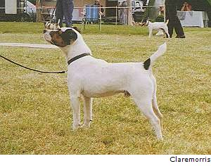 Foxwarren Sport II | Jack Russell Terrier 