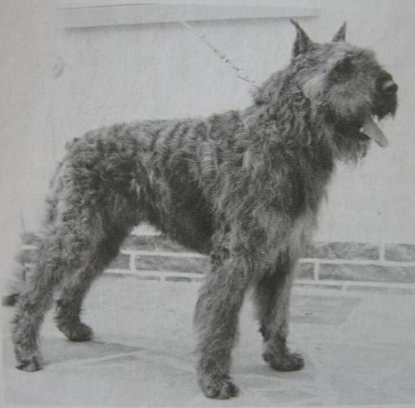 Tapin de la Thudinie | Bouvier des Flandres 