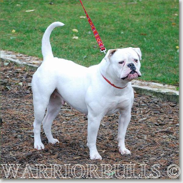 Warriorbulls Lifty | American Bulldog 