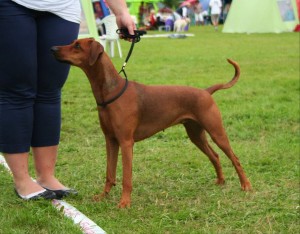 Hjerpviken's FIORENTINA | German Pinscher 