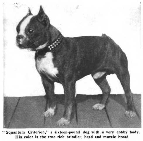 Squantum Criterion 071665 vXX | Boston Terrier 