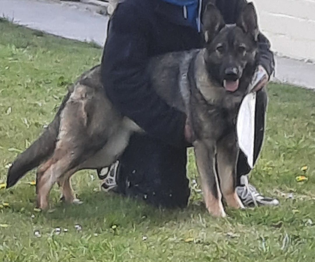 Heidi von Lunnia | German Shepherd Dog 