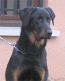 Athalia des Lauriers d'Eguilles | Beauceron 