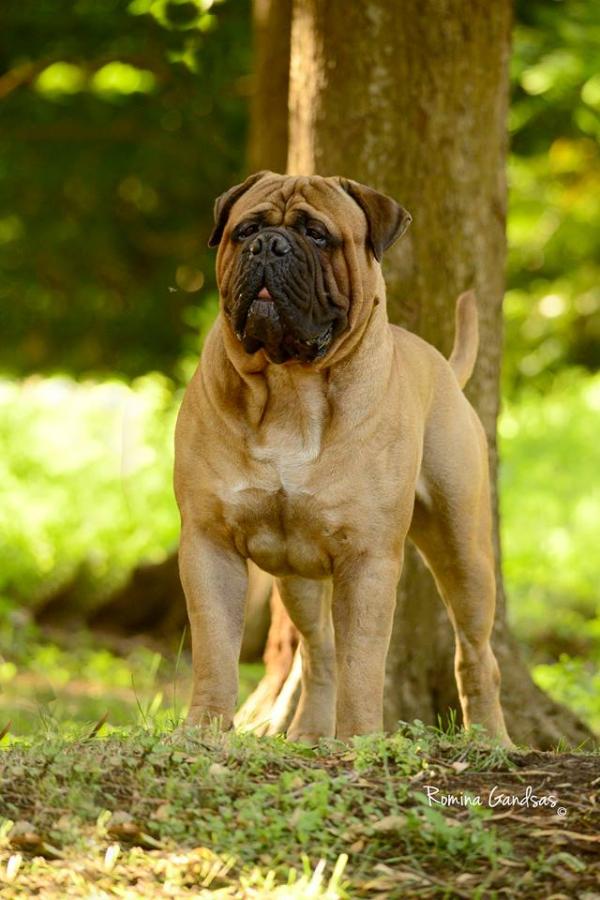 GriffinBulls Jesus Of Suburbia | Bullmastiff 