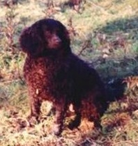 Kei-Rins Scout Em Out | American Water Spaniel 