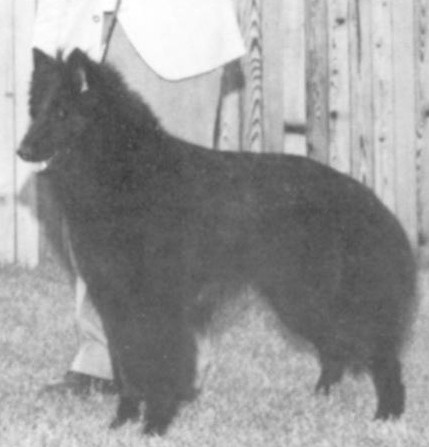 Mi-Sha-Ook's Xylander | Belgian Groenendael 