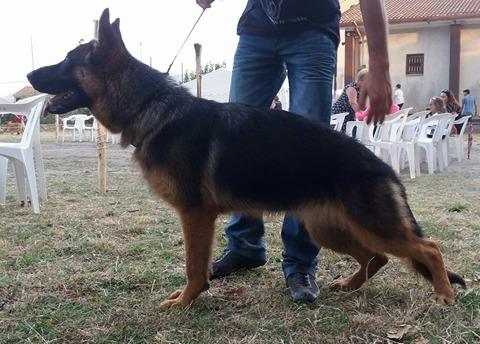 Asia (Von Lugibello) | German Shepherd Dog 