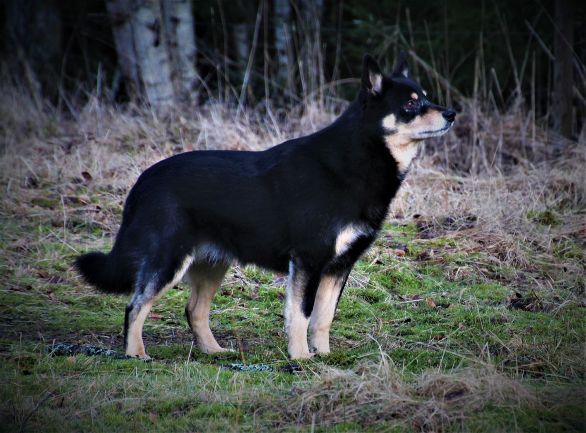 Njarga Lukas | Lapponian Herder 