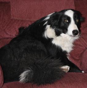 Lady ABC 353802 | Border Collie 