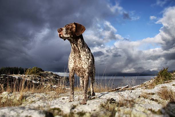 American leopard hound