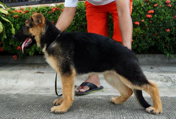 Mandy Vom Allgemein | German Shepherd Dog 