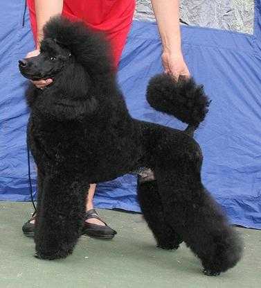 Duende de Nigromanta | Poodle 