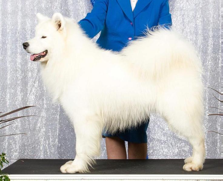 Kolinka`s Ace Of Heart | Samoyed 