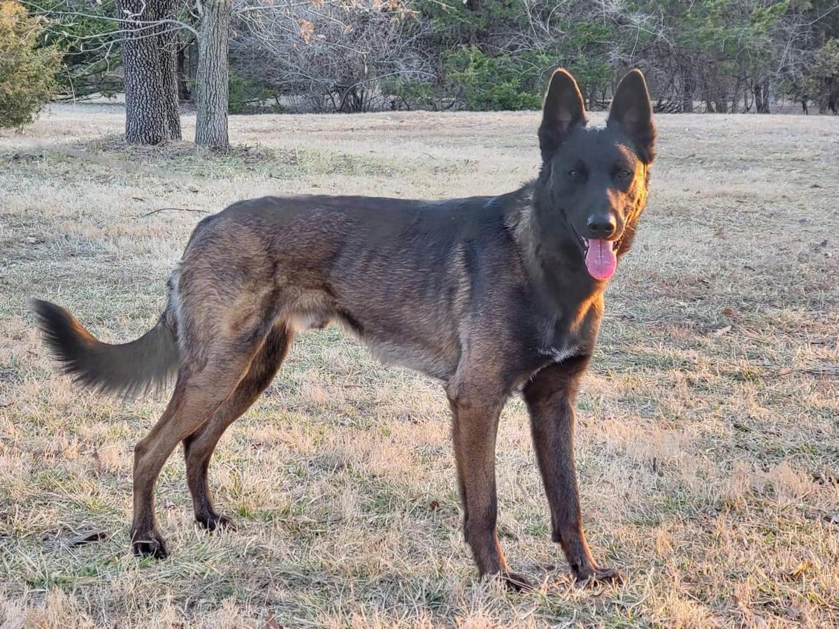 Anakin du Legende du Phenix | Belgian Malinois 