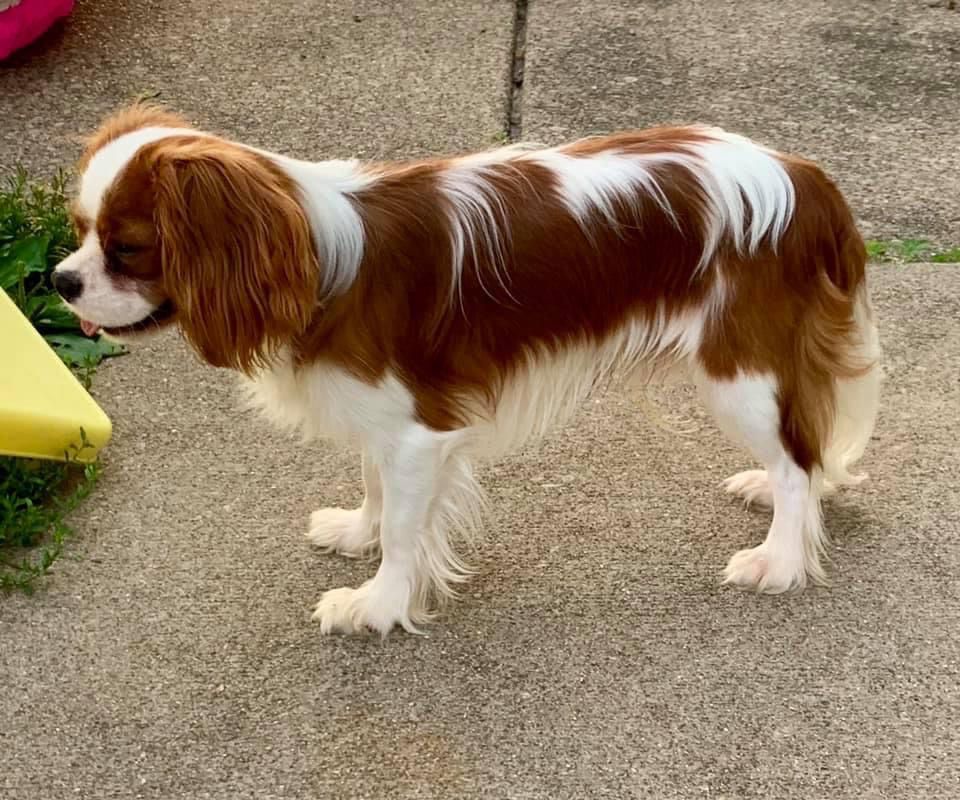 Lucky Luke dobry rok | Cavalier King Charles Spaniel 