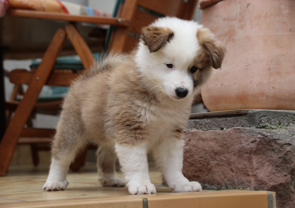 Ifli-Reyk aus Vinkona | Icelandic Sheepdog 