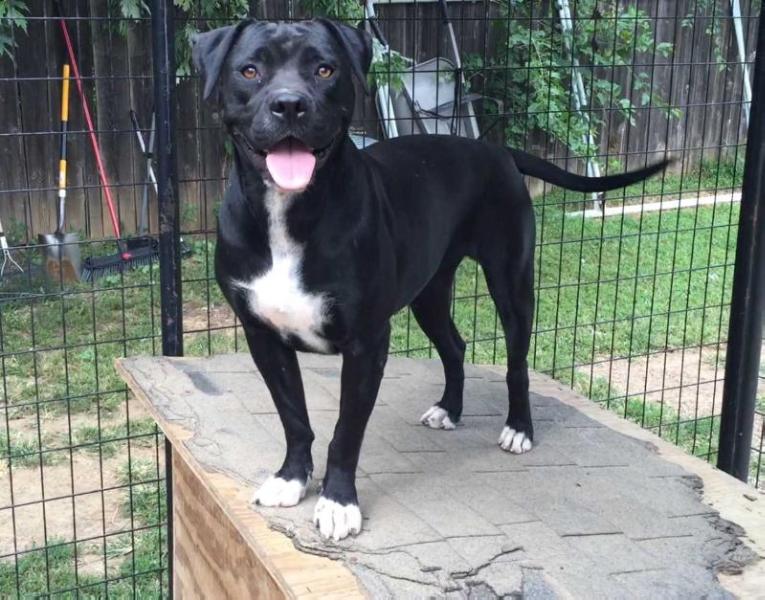 Blackshirt’s  Black Beauty of Bullhead | American Bulldog 