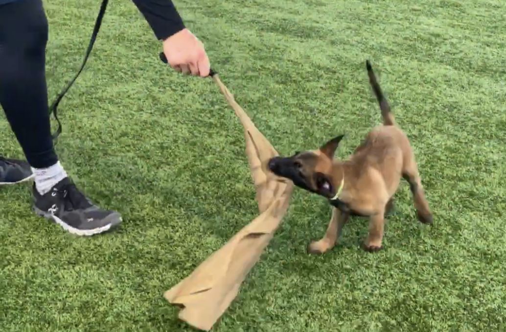 X’Bane De Southernwind | Belgian Malinois 