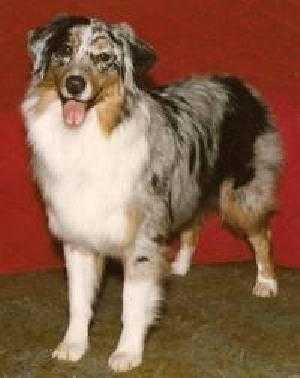 Brightwood's Cover Girl | Australian Shepherd 